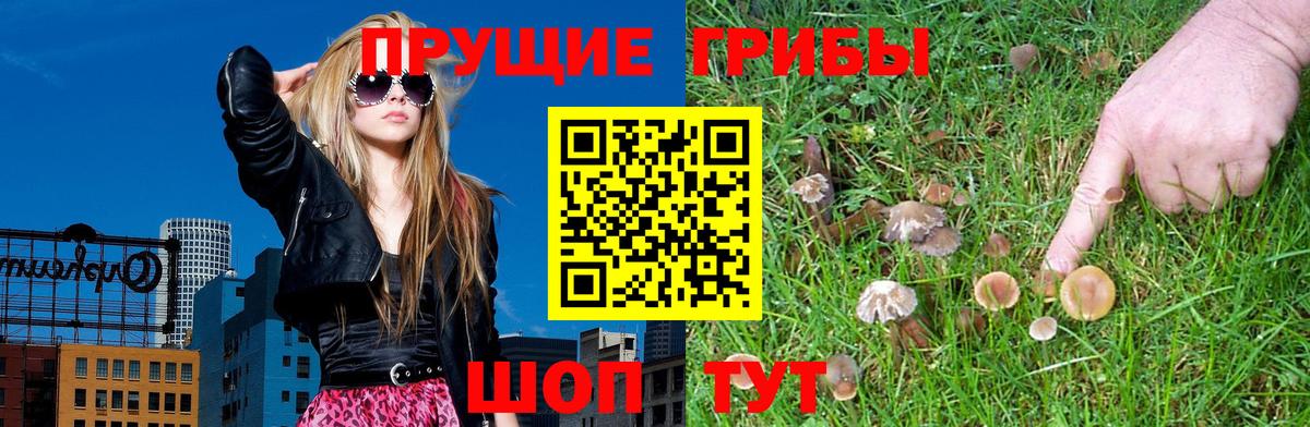 Псилоцибиновые грибы GOLDEN TEACHER Луга